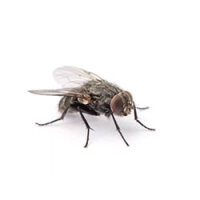 Naturid Fliegenfänger 4 Stk