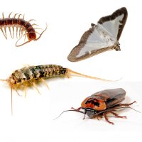 Kwizda Pestmonitor für Klebeflächen