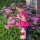 Druckspeicher-Sprühgerät  Garden Star 3 Liter
