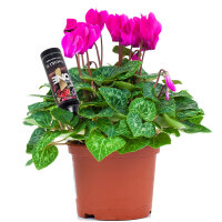 Nutri One Kur 32ml